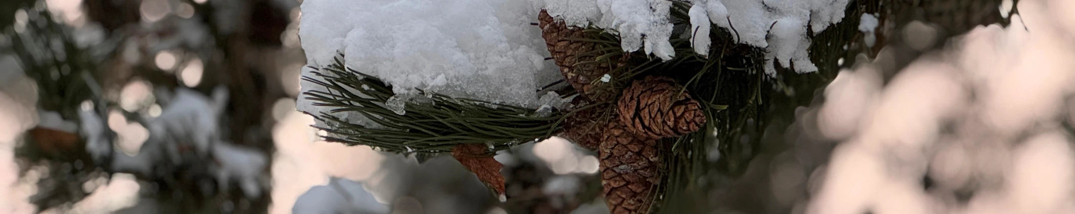 Kiefernast mit Tannenzapfen und Schnee bedeckt.