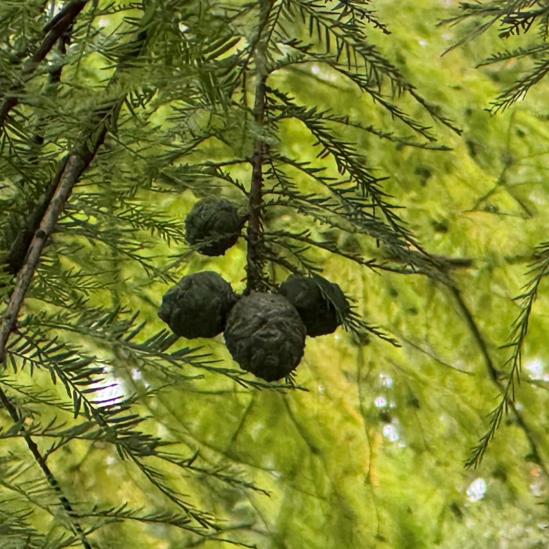 Ein Banner mit weißen Krokussen und grünen Blättern auf erdigem Untergrund.