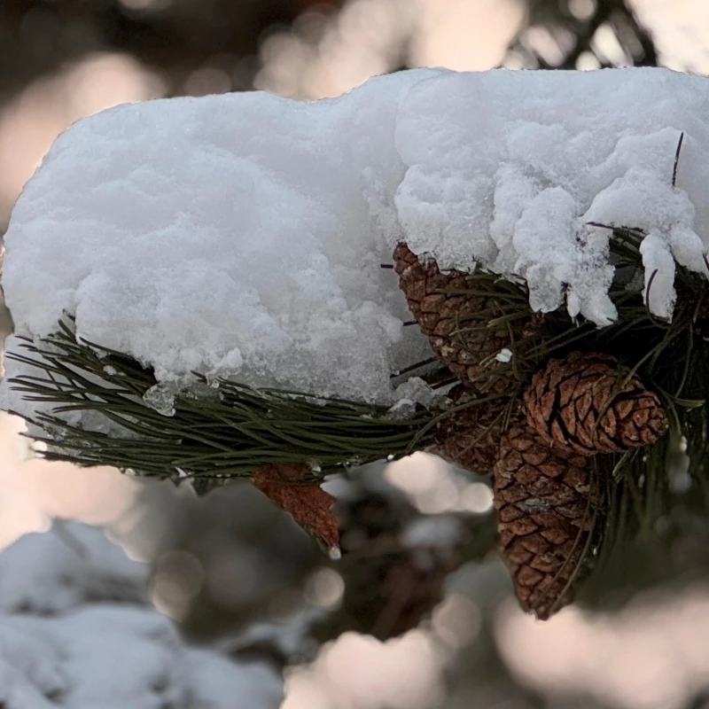 Kiefernast mit Tannenzapfen und Schnee bedeckt.
