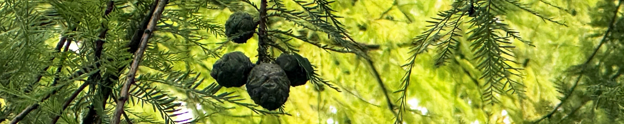 Bildausschnitt Wald, Tanne mit Zapfen in verschiedenen Grüntönen