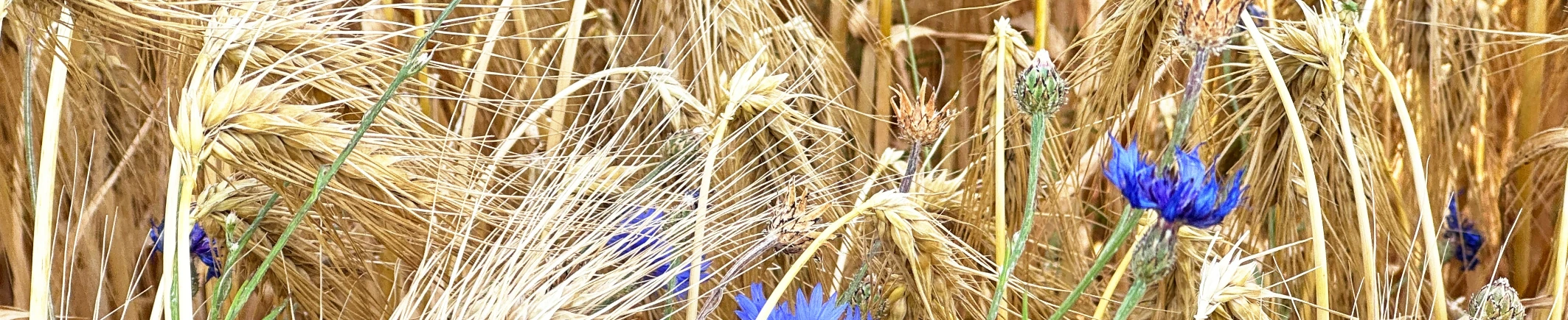 Ausschnitt Schneeglöckchen im Laub