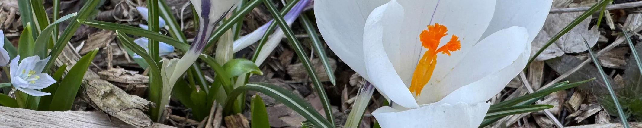 Ein Banner mit weißen Krokussen