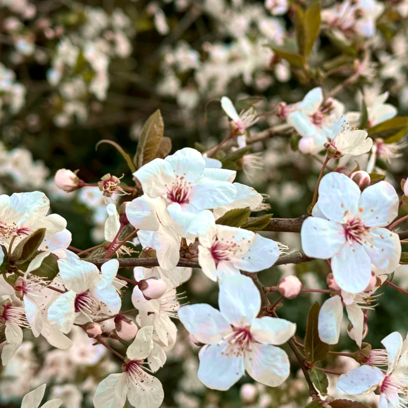 Ausschnitt Schneeglöckchen im Laub