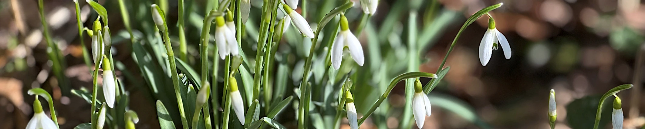 Kiefernast mit Tannenzapfen und Schnee bedeckt.