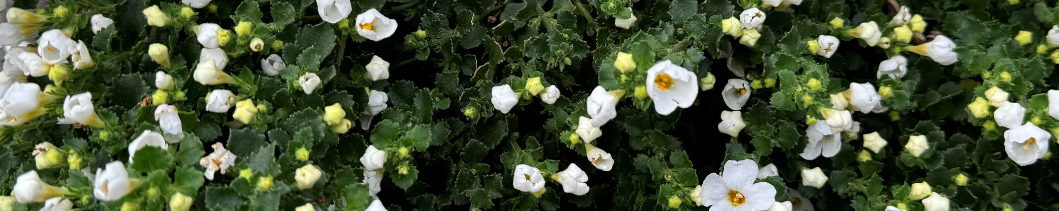 Weiße und gelbe Blüten der Sutera cordata (Bacopa).