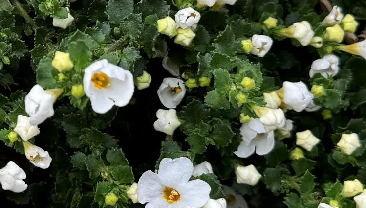 Weiße und gelbe Blüten der Sutera cordata (Bacopa).