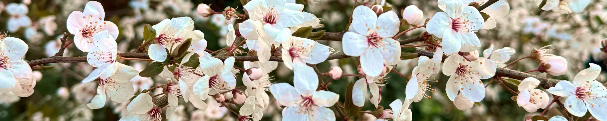 Ausschnitt Schneeglöckchen im Laub