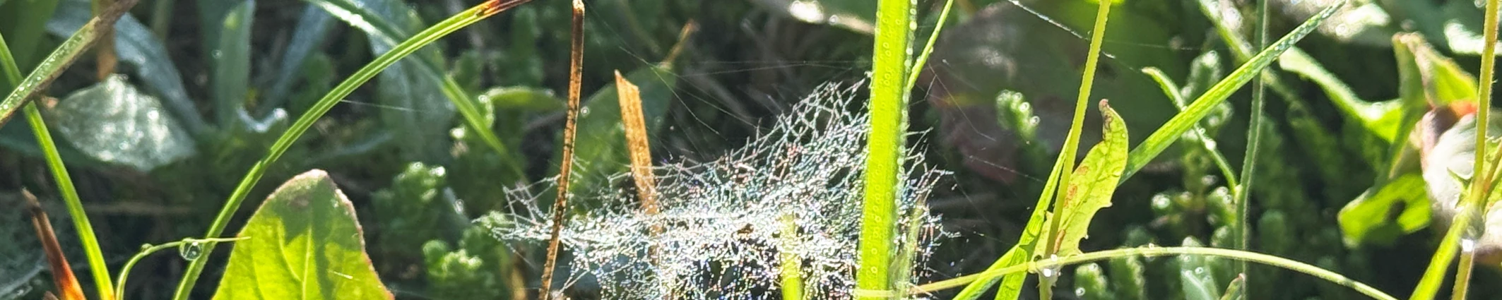 Bildausschnitt Wald, Tanne mit Zapfen in verschiedenen Grüntönen