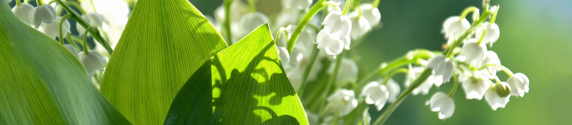 Ein Bund Maiglöckchen mit grünen Blättern