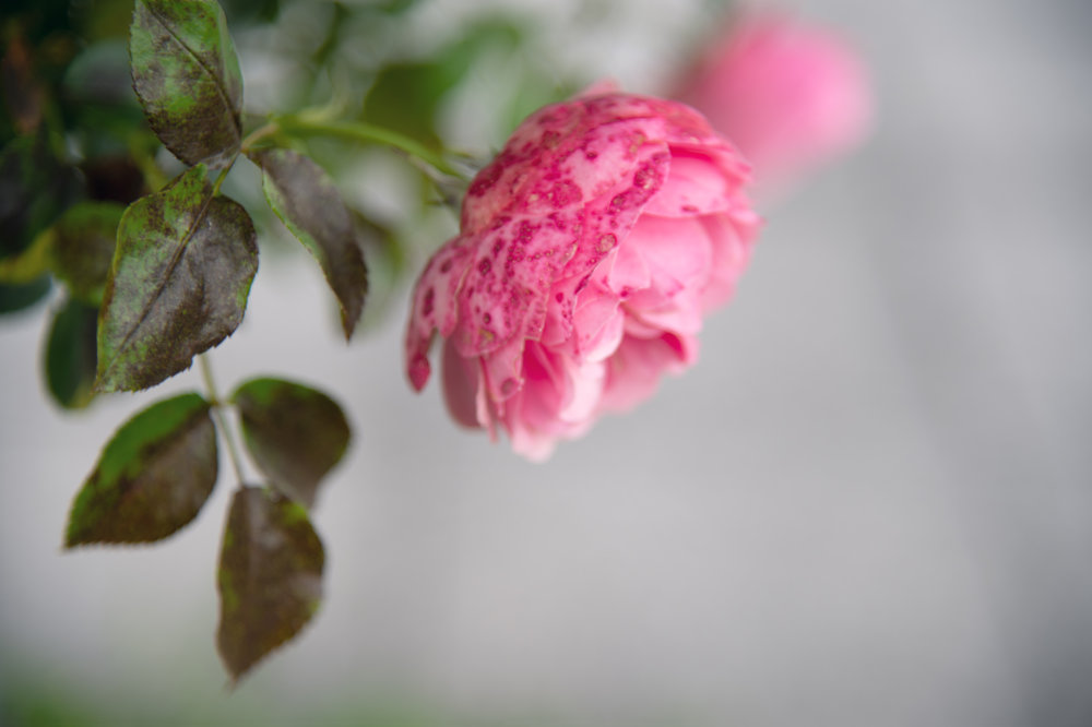 Nahaufnahme einer einzelnen, zartrosa Rose an einem Zweig mit grünen Blättern
