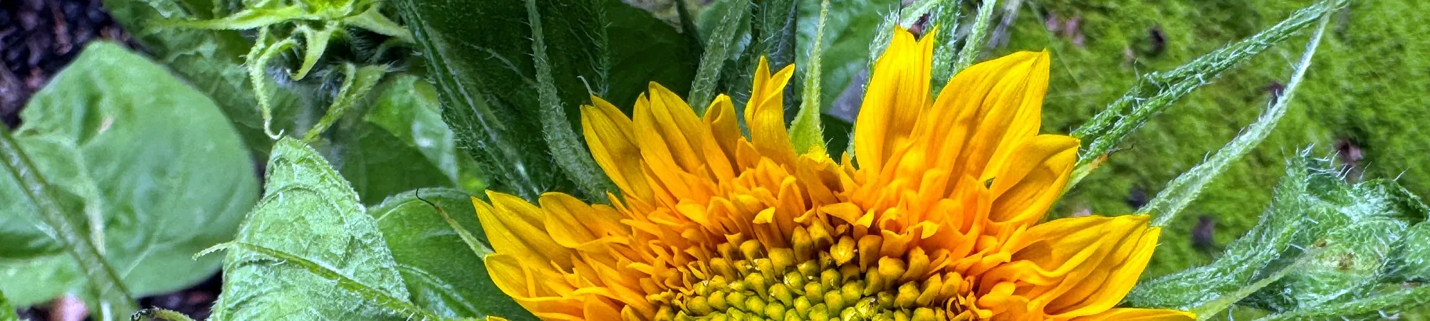 Bildausschnitt Sonnenblume und Teile der Blätter